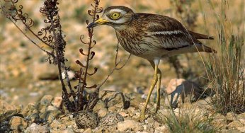 ARKive image ARK024331 - Stone curlew